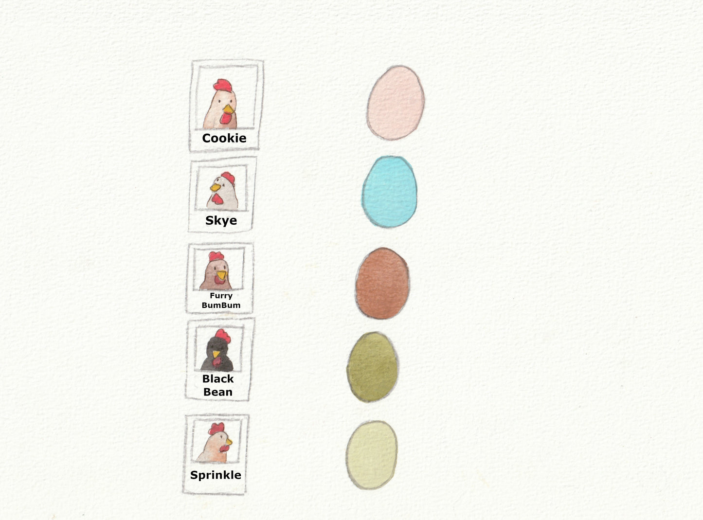 Colorful eggs with labeled chicken names on a white background