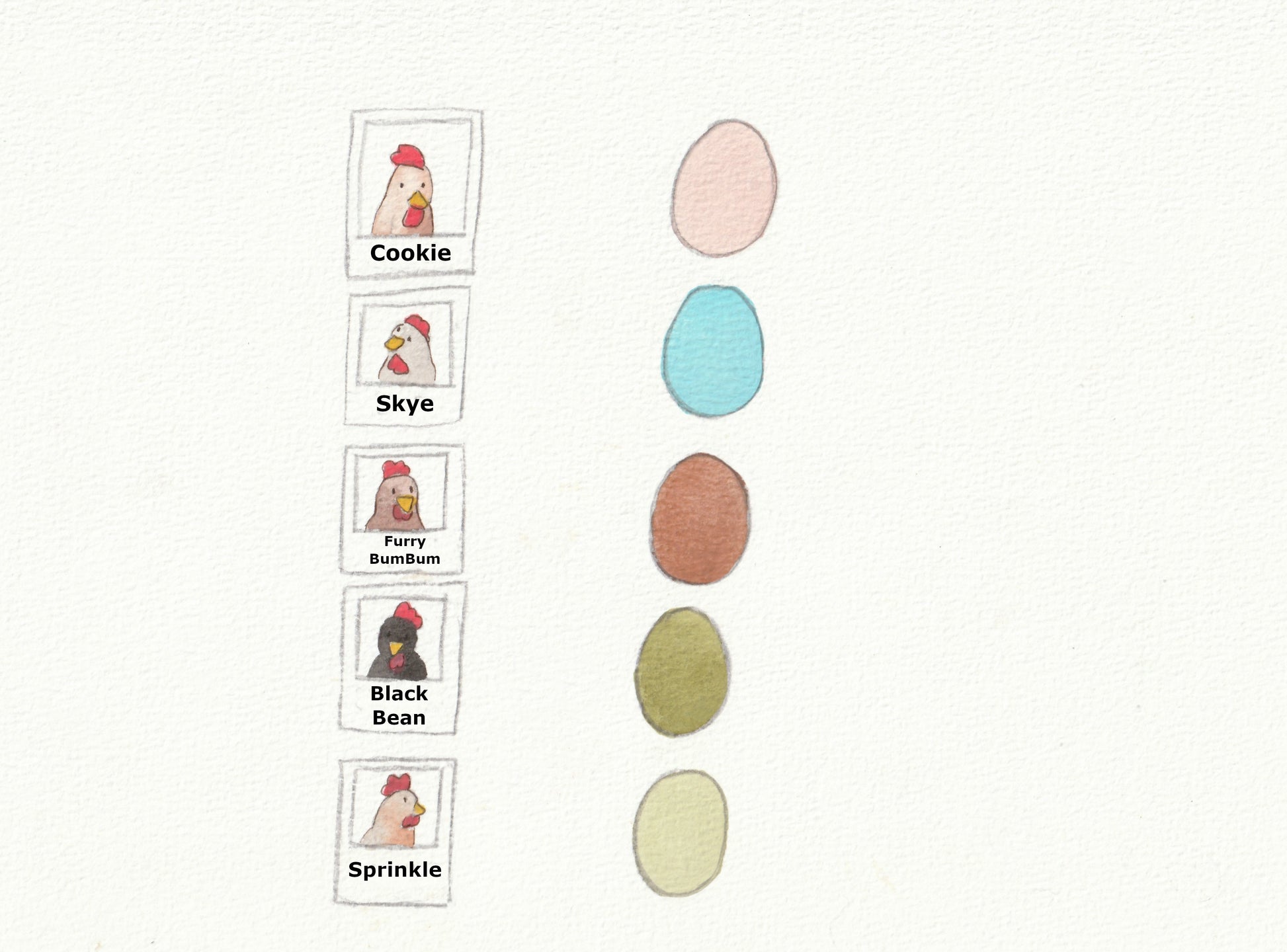 Colorful eggs with labeled chicken names on a white background